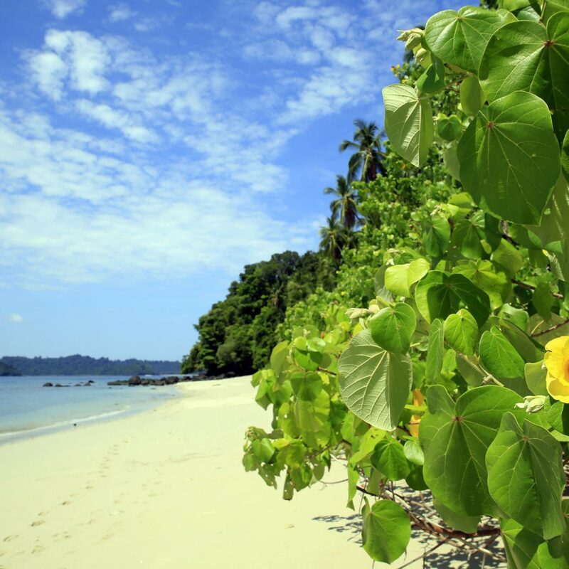 coiba04